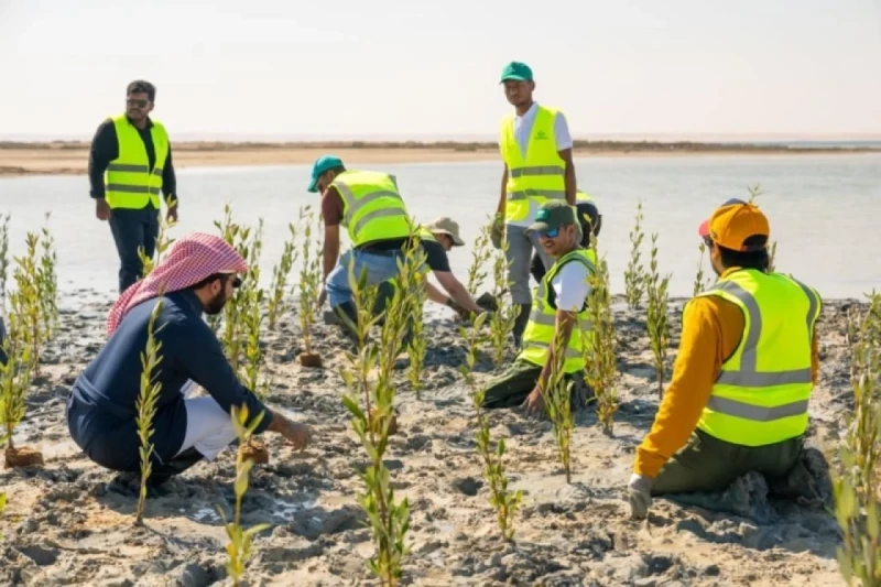 شاهد| شتلات المانجروف تزين شاطئ العقير.. مبادرة تحقق 3 أهداف بيئية